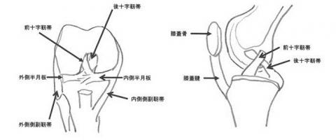 膝靱帯手術の全て